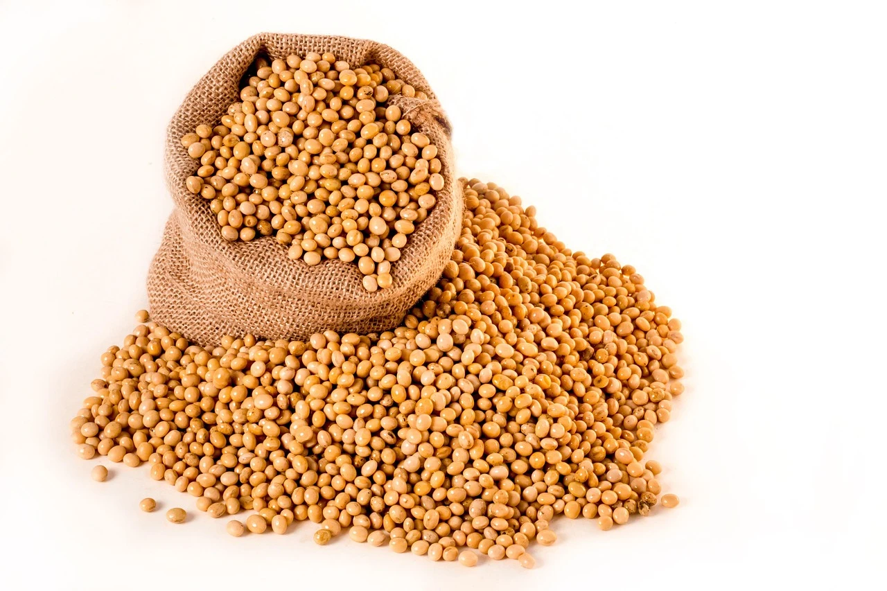 soybeans-20396411280 soybeans-20396411280